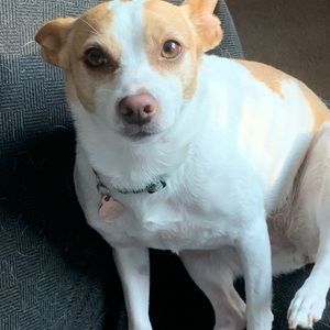 just a pic of dog lol